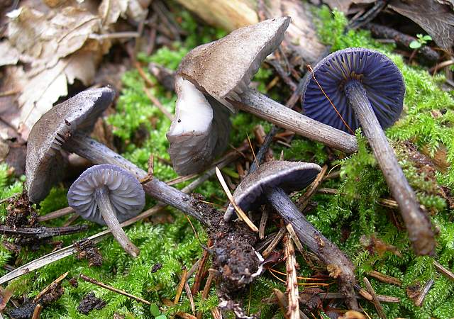 I  Funghi della collina pianeggiante